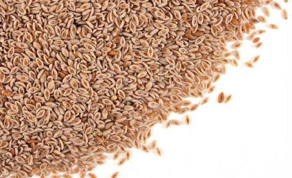 Cotton seeds