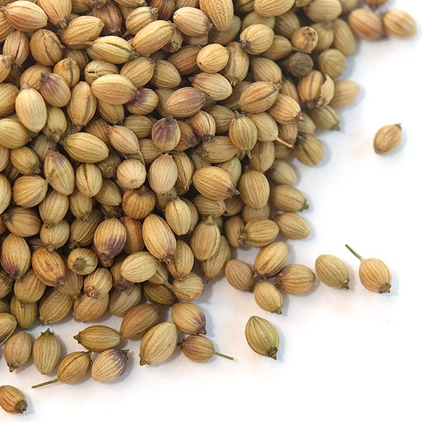 Coriander