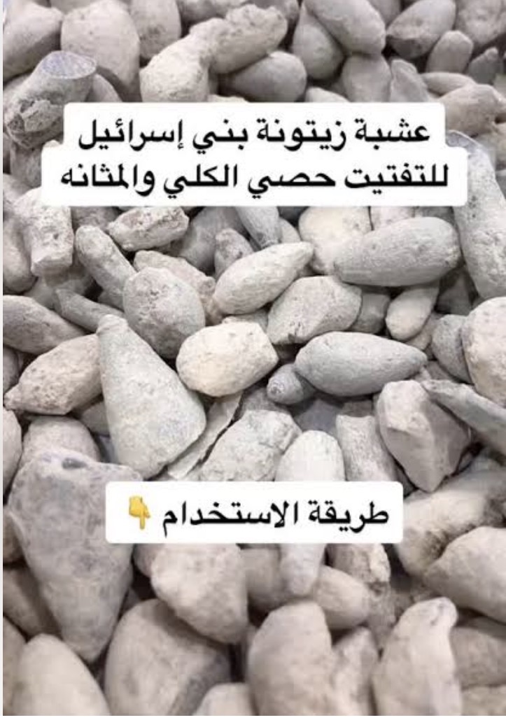 Olive stone